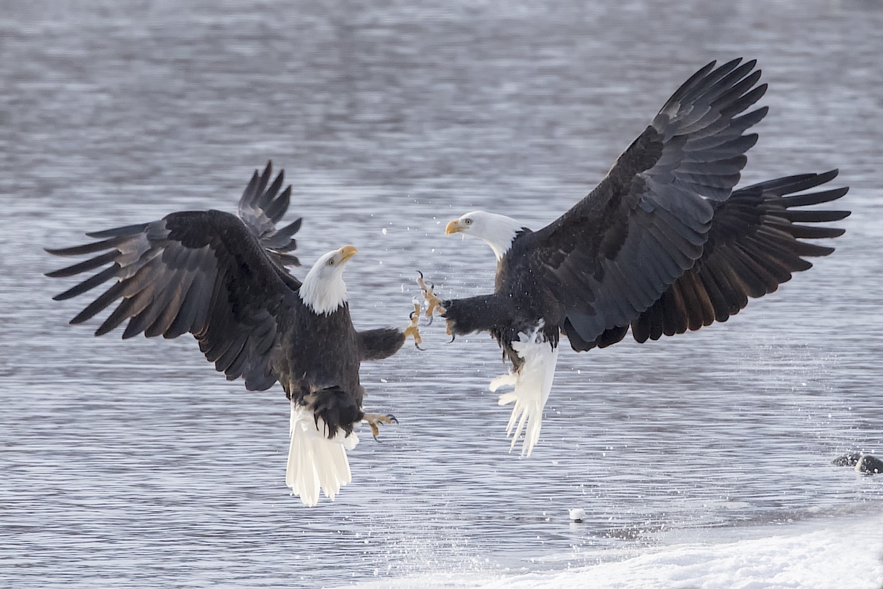 Bald Eagles Fighting on the Chilkat River, Alaska - Clarence Luckett